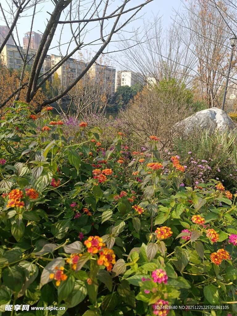 户外多彩花卉景观
