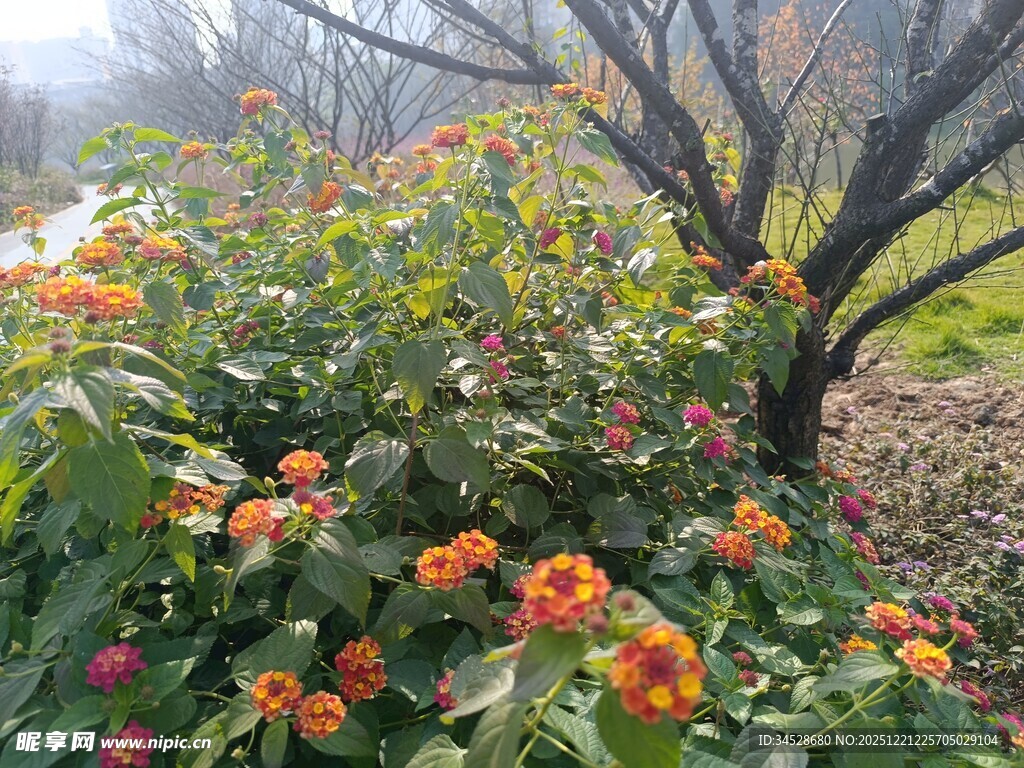 绽放的橙红色花卉景观
