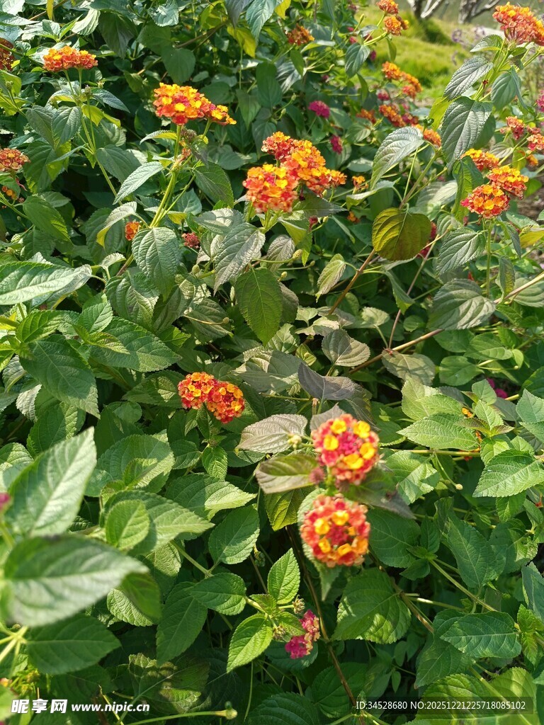 橙色花朵绽放于绿叶间