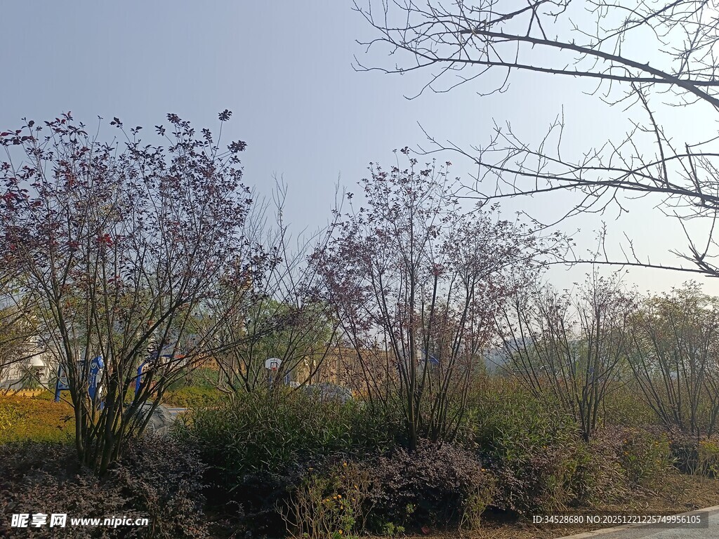 春日路边繁花树木景致