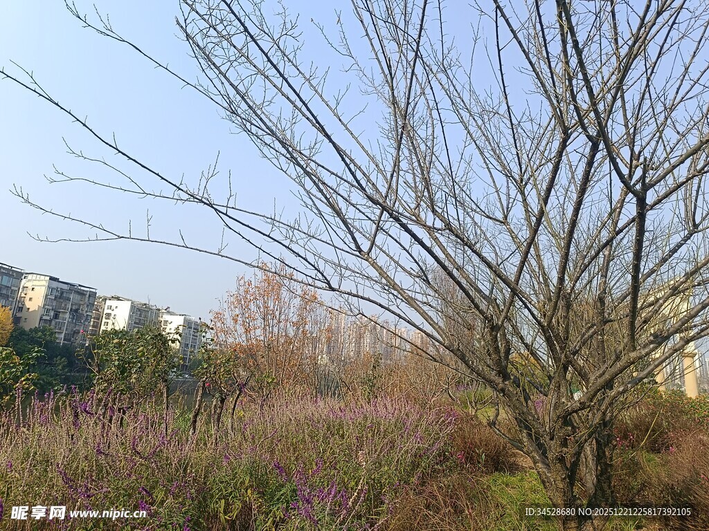 户外萧瑟树木与开阔景象