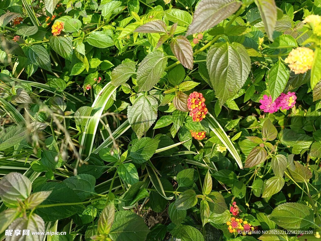 多彩繁茂的植物景观