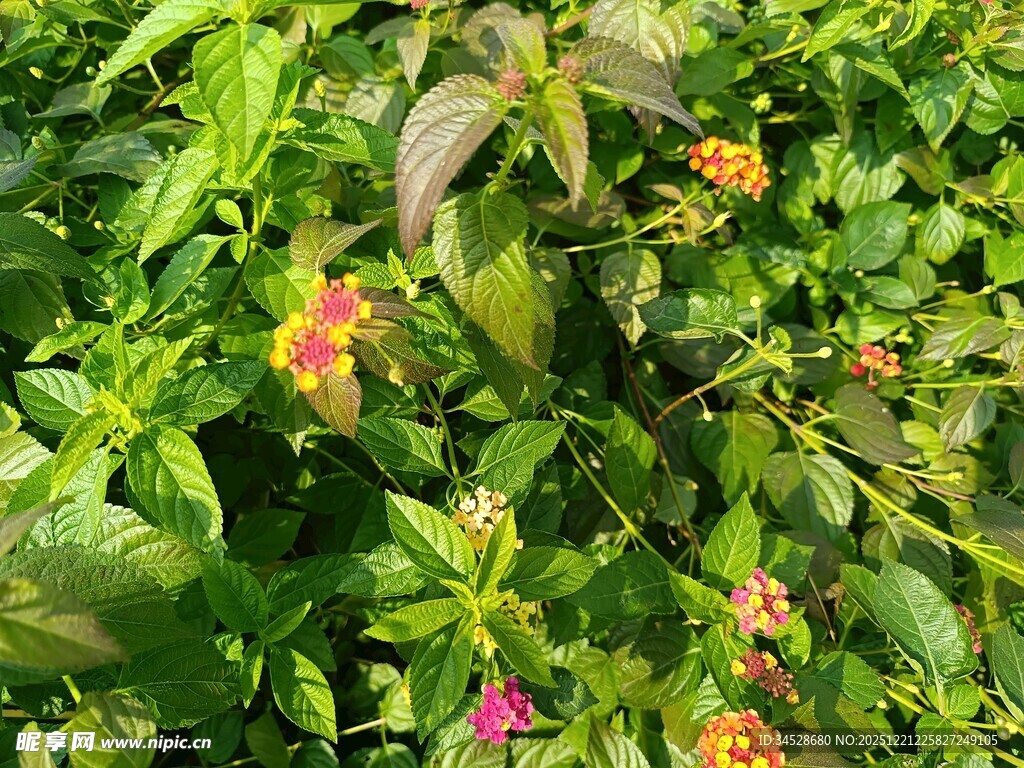 绿叶丛中的多彩小花