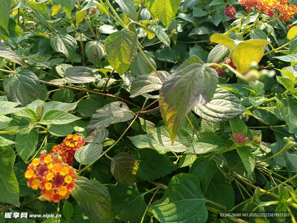 花丛中振翅的蜂鸟