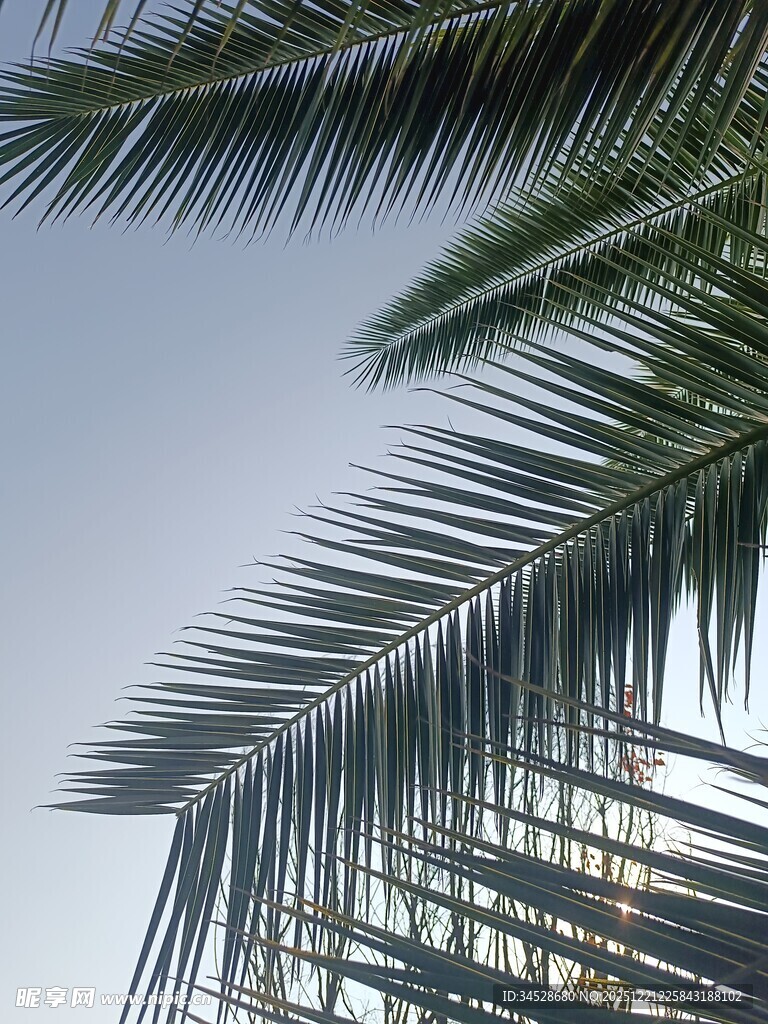 棕榈叶下的建筑景致