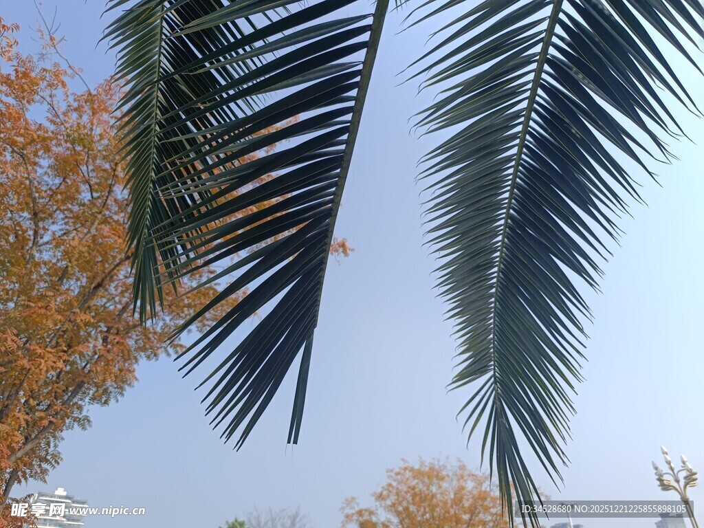 棕榈枝叶与秋日树木景致