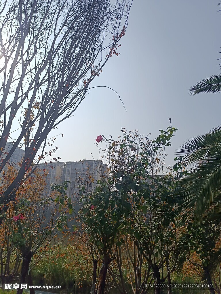 秋日户外植物景致