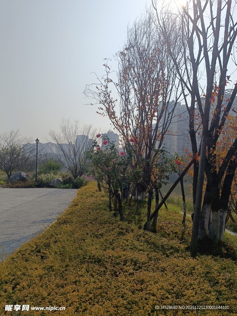 秋日路边黄叶树木景致