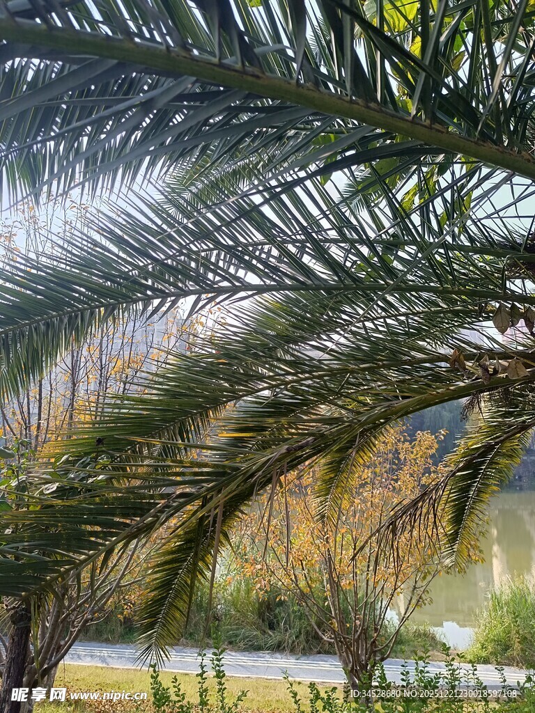 阳光下的翠绿棕榈枝叶