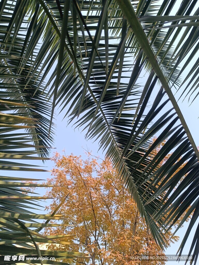 透过棕榈叶望秋日树木