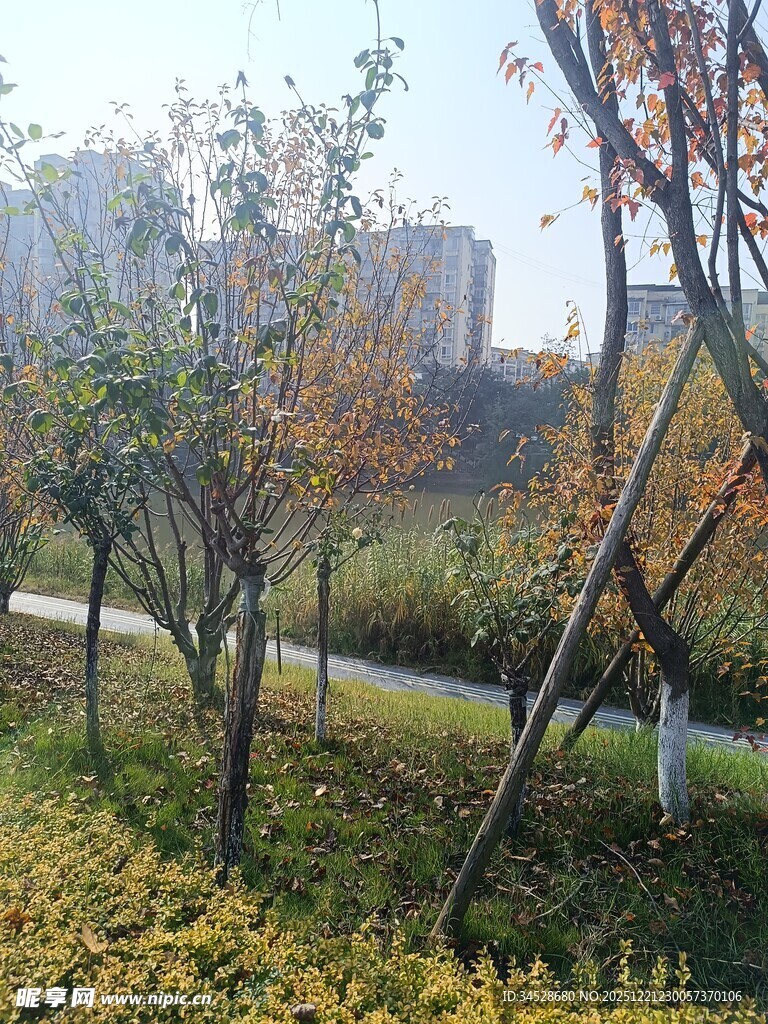 秋日公园树木风景