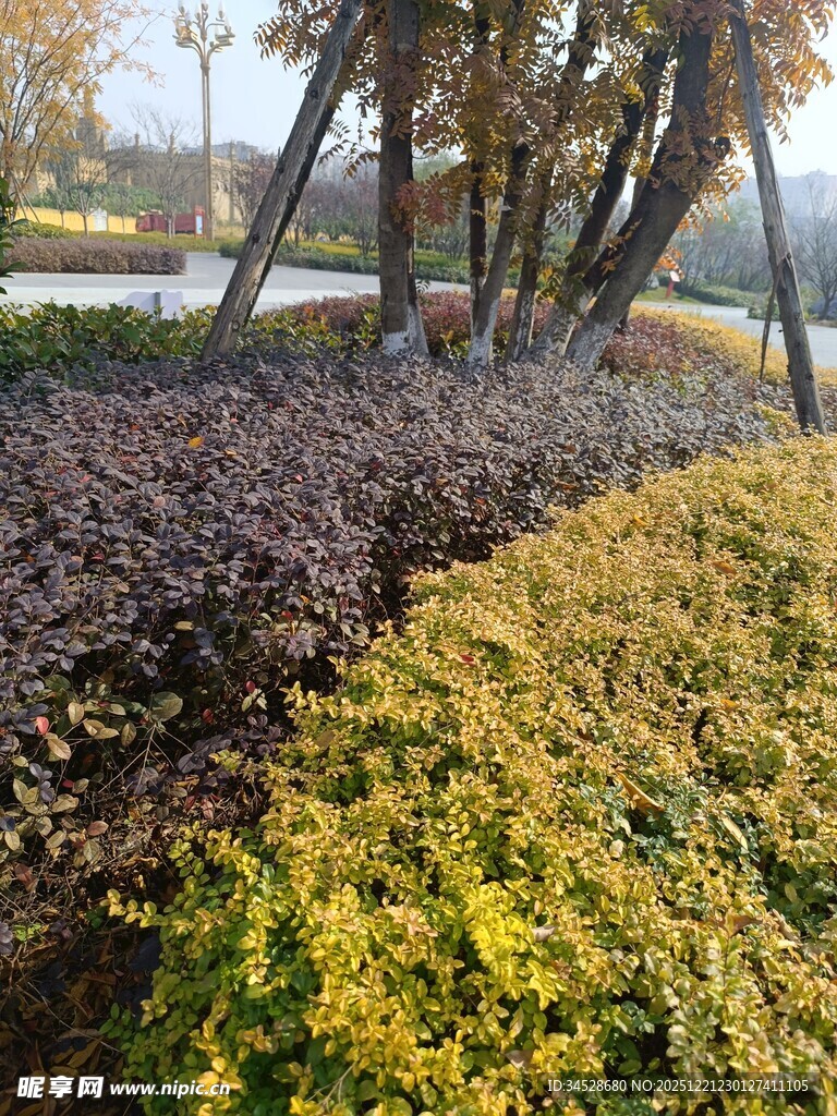 秋日多彩植物景观