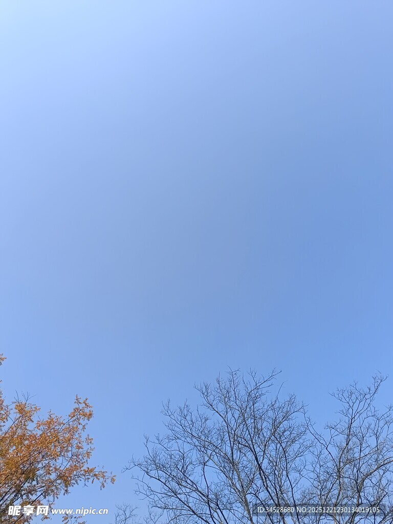 秋日蓝天与树木景致