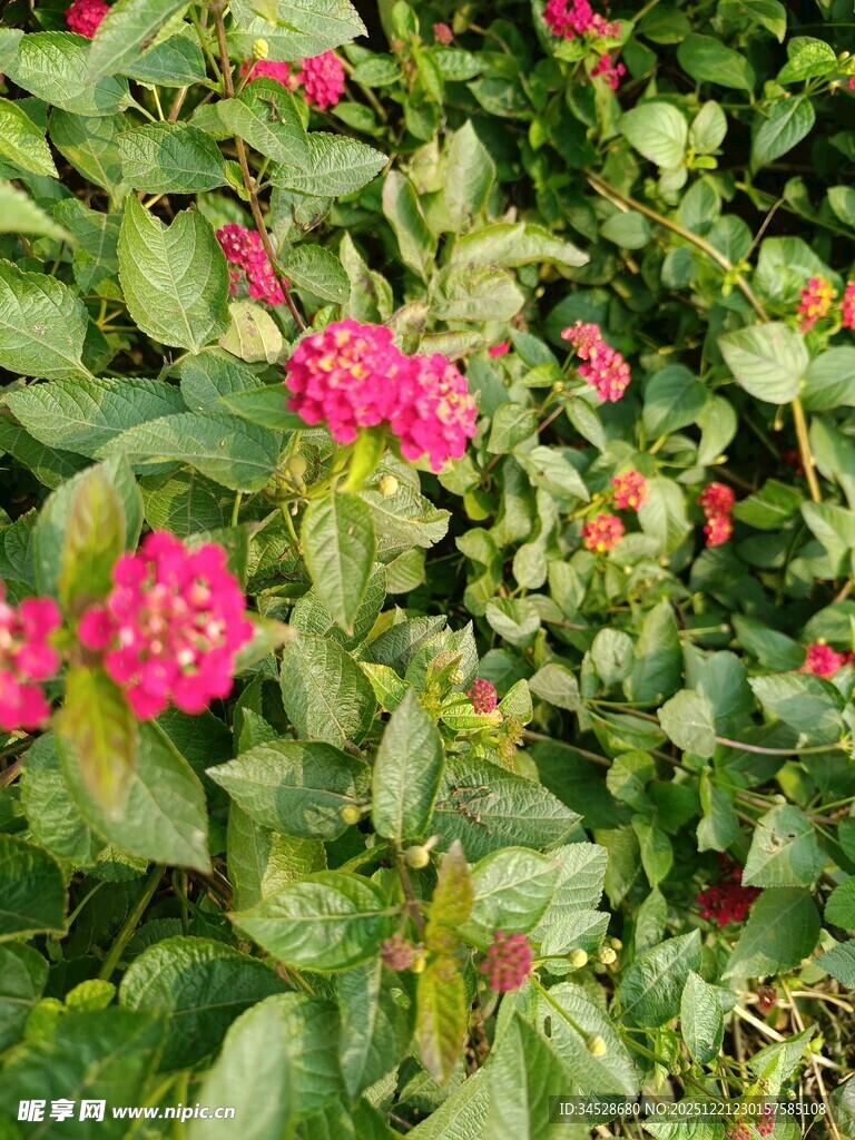 绿叶丛中绽放的艳丽花朵