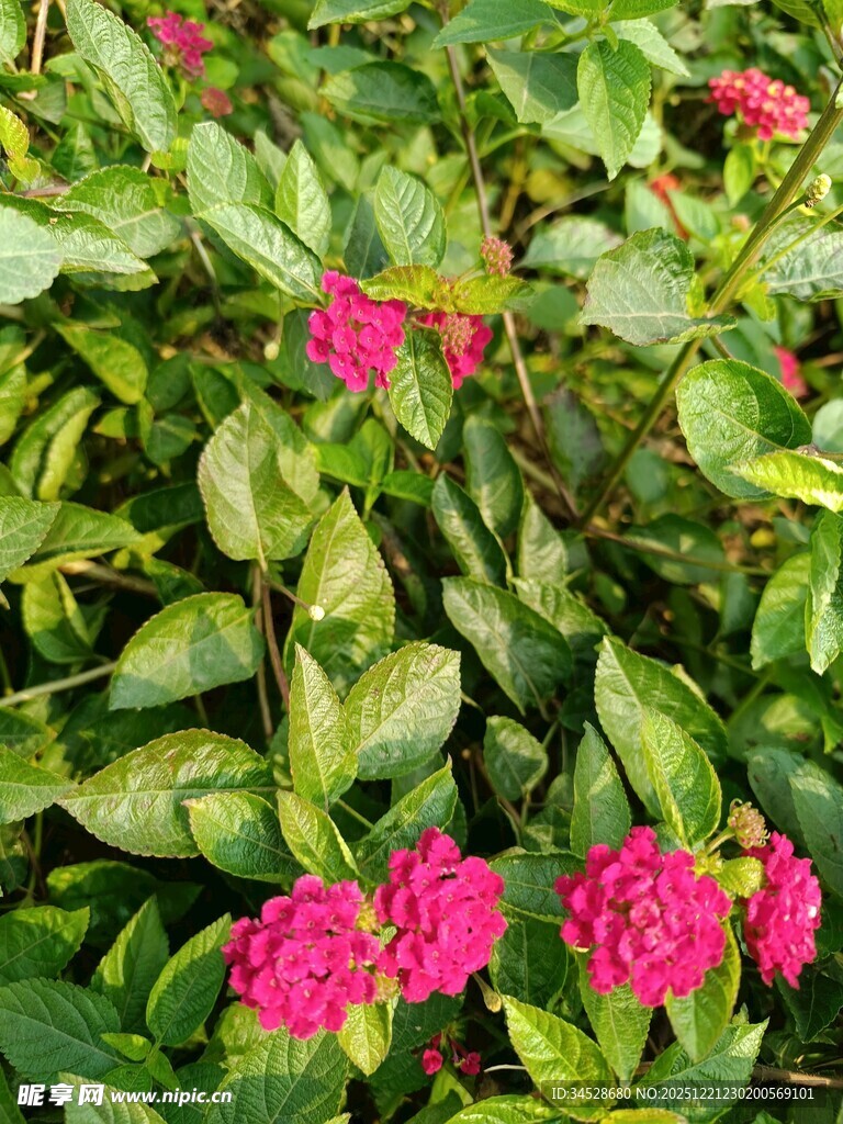 绿叶丛中绽放的艳丽花朵