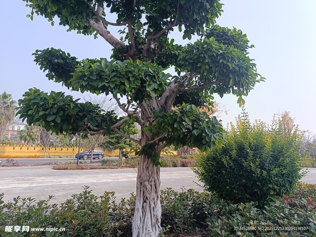 路边独特造型的景观树