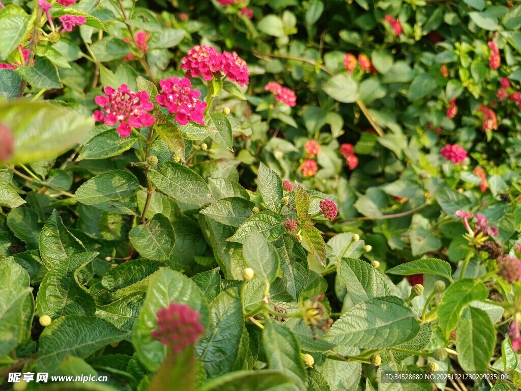 鲜艳花丛中的美丽花卉