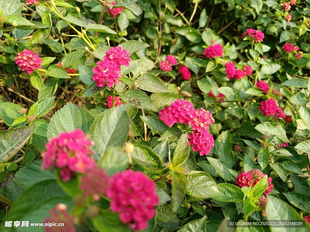 鲜艳粉花绽放绿叶间