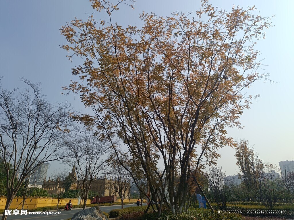 秋日公园中的繁茂树木