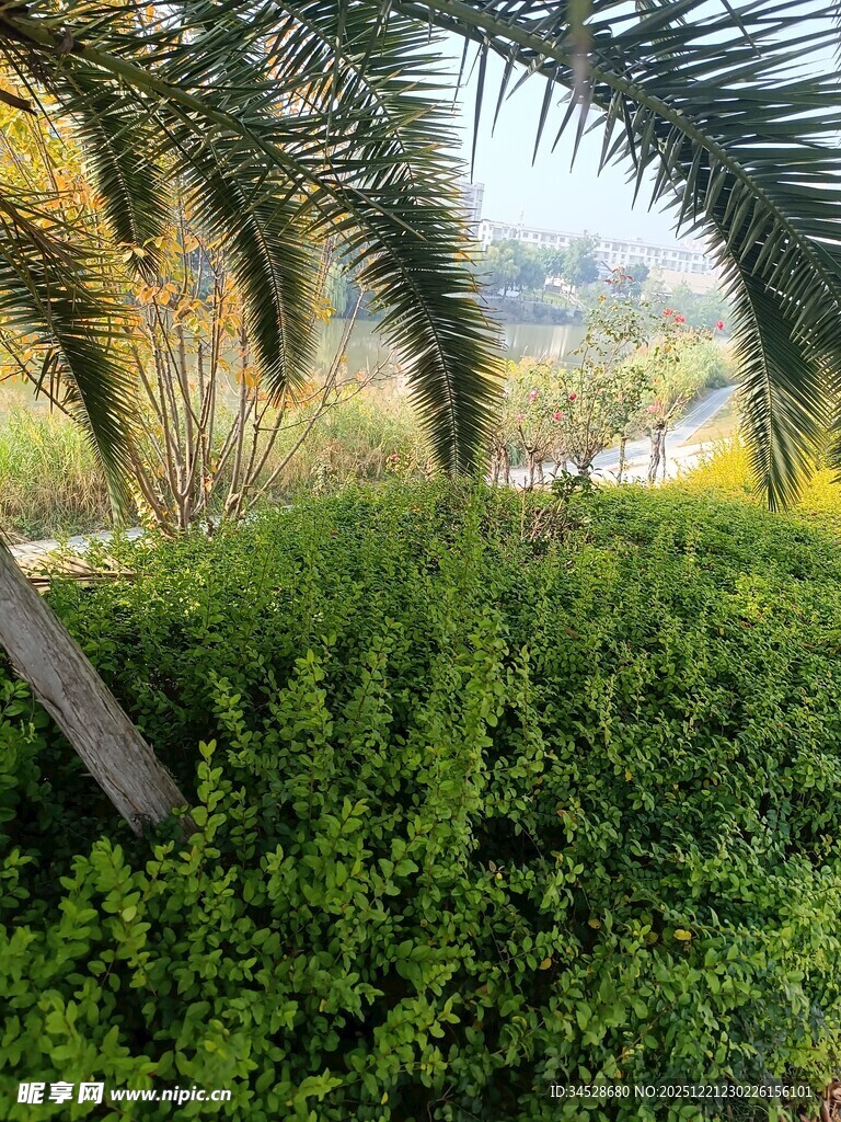 繁茂绿植间的自然景致