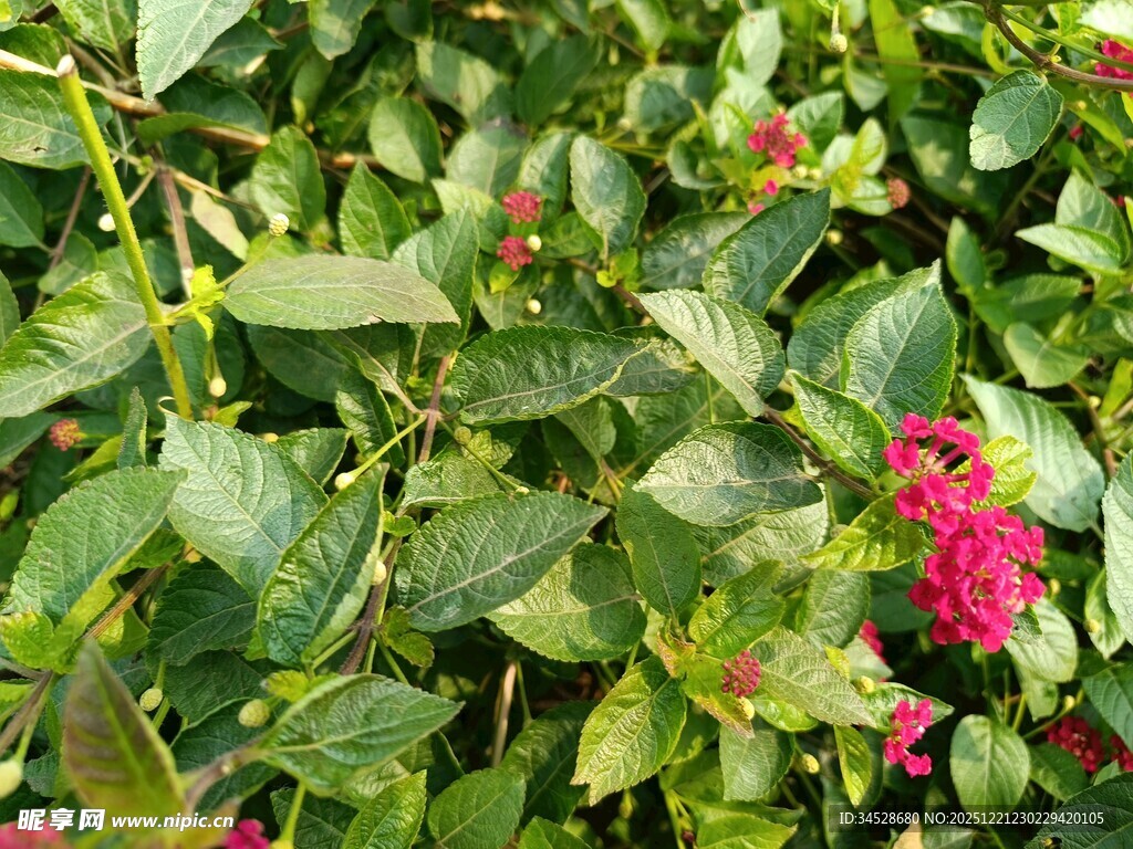 绿叶丛中绽放的艳丽花朵