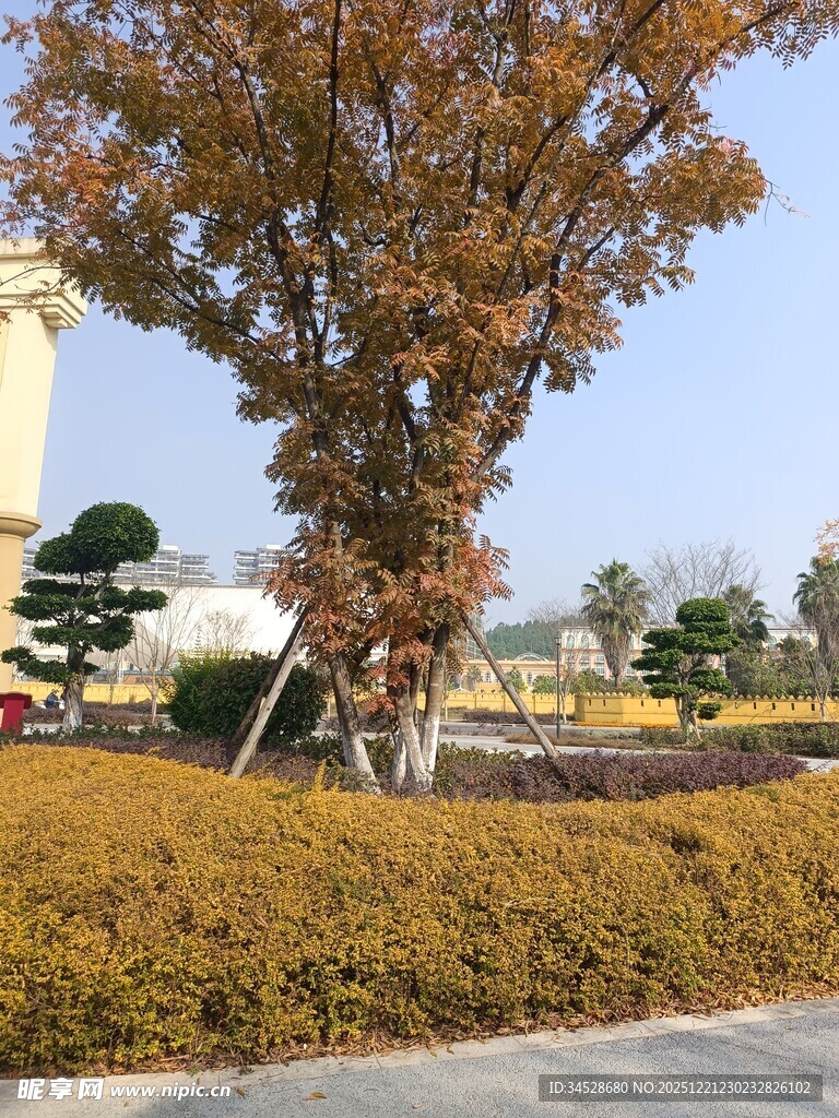 秋日园林景观树与灌木