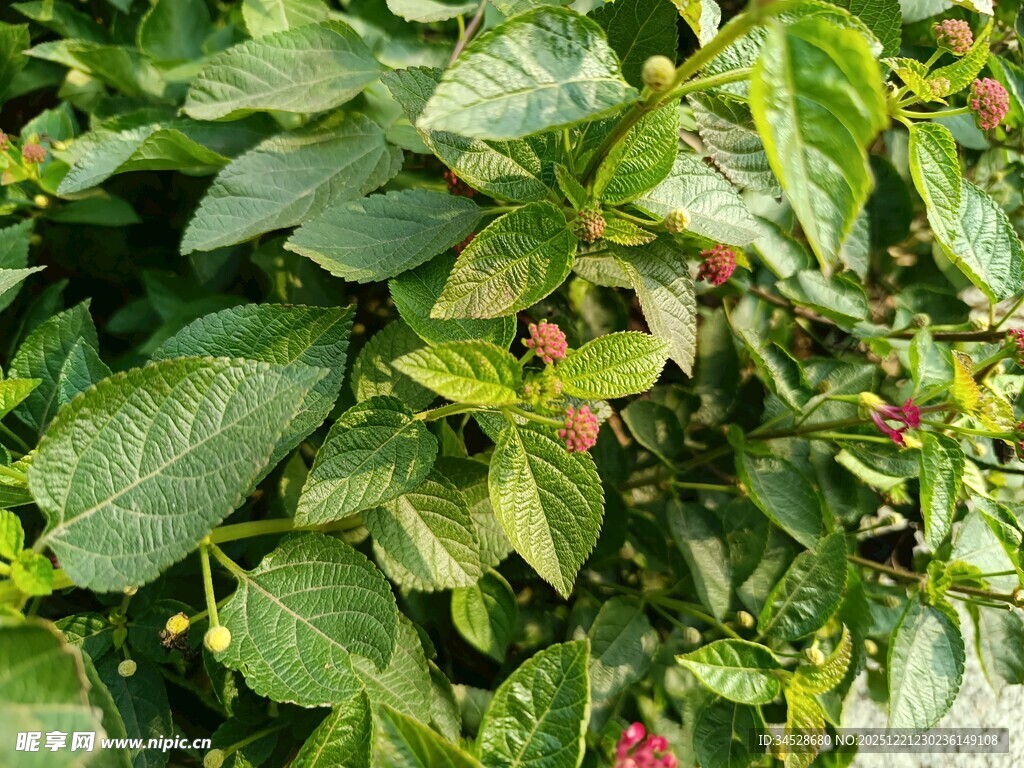 绿叶间的红果植物景观