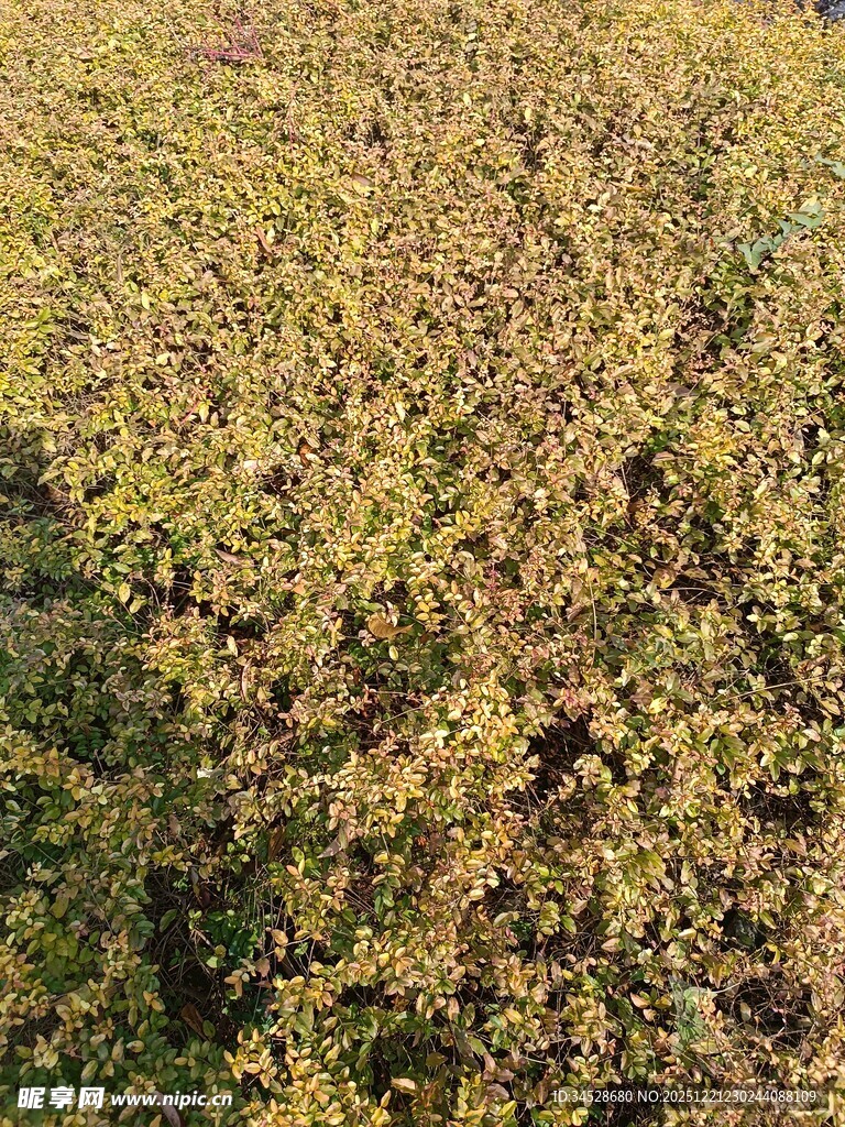 金黄繁茂灌木丛景观