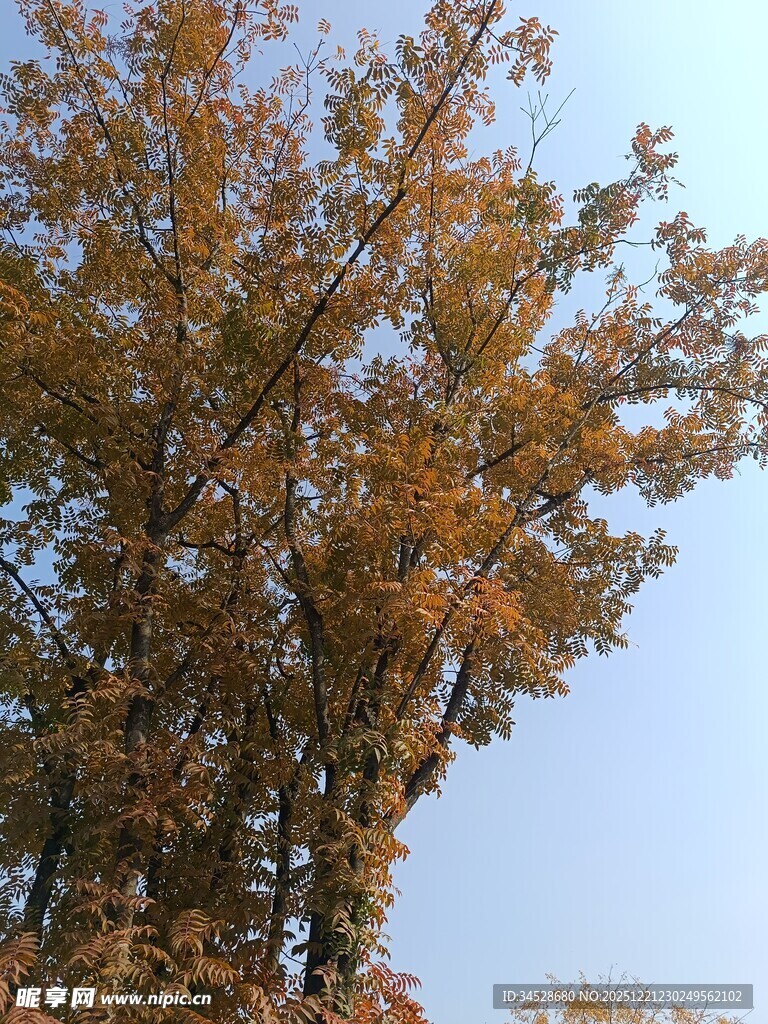 秋日金黄树木蓝天景致