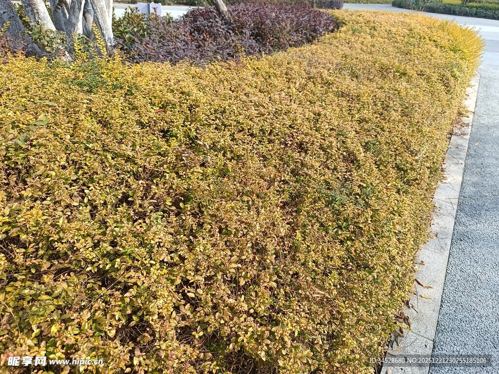 金黄灌木绿化带景观