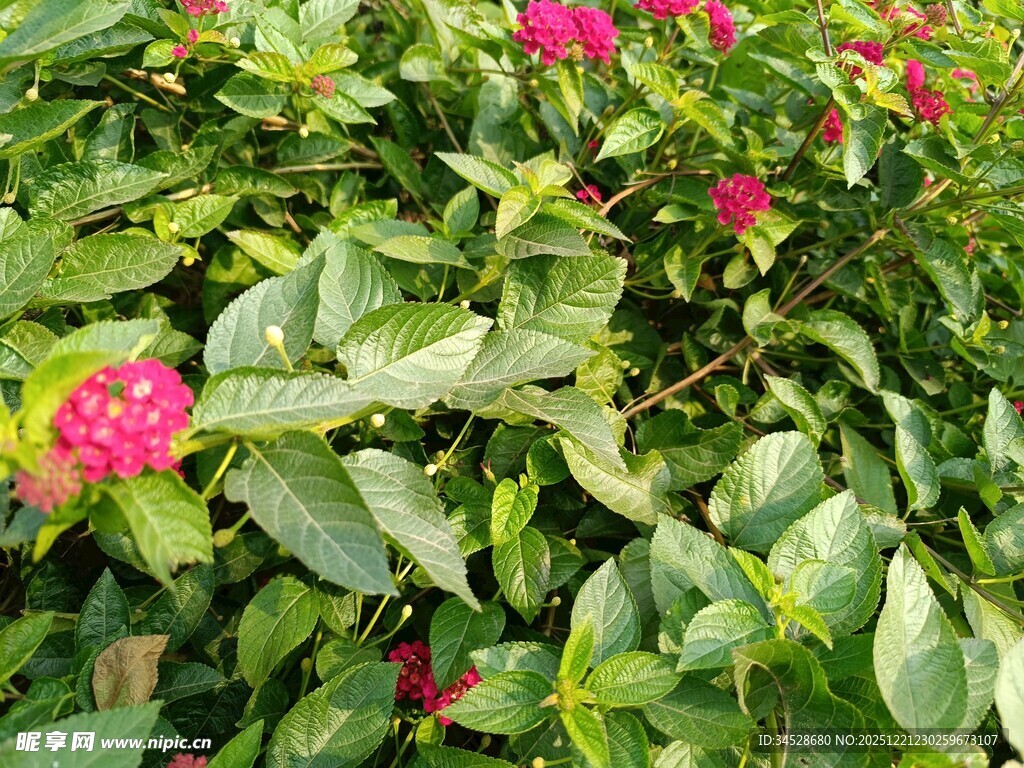 绿叶丛中绽放的娇艳红花