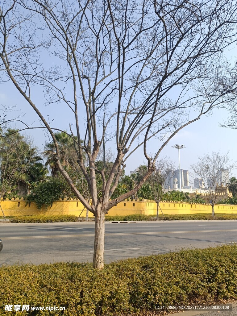 冬日路旁光秃树木景观