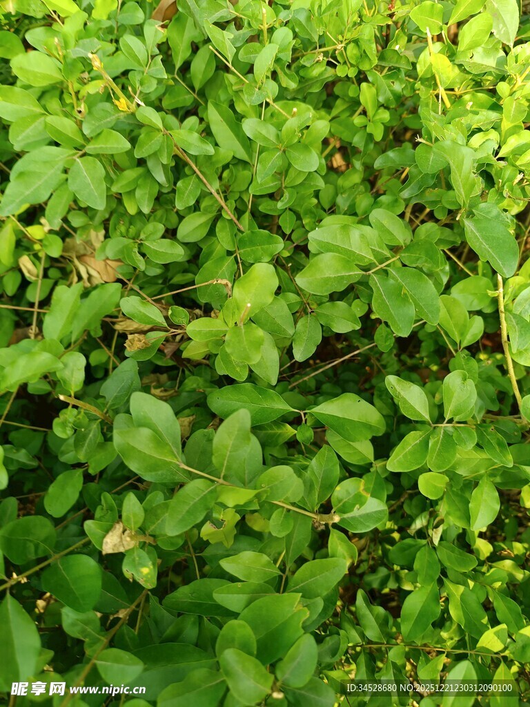 翠绿繁茂的植物景观