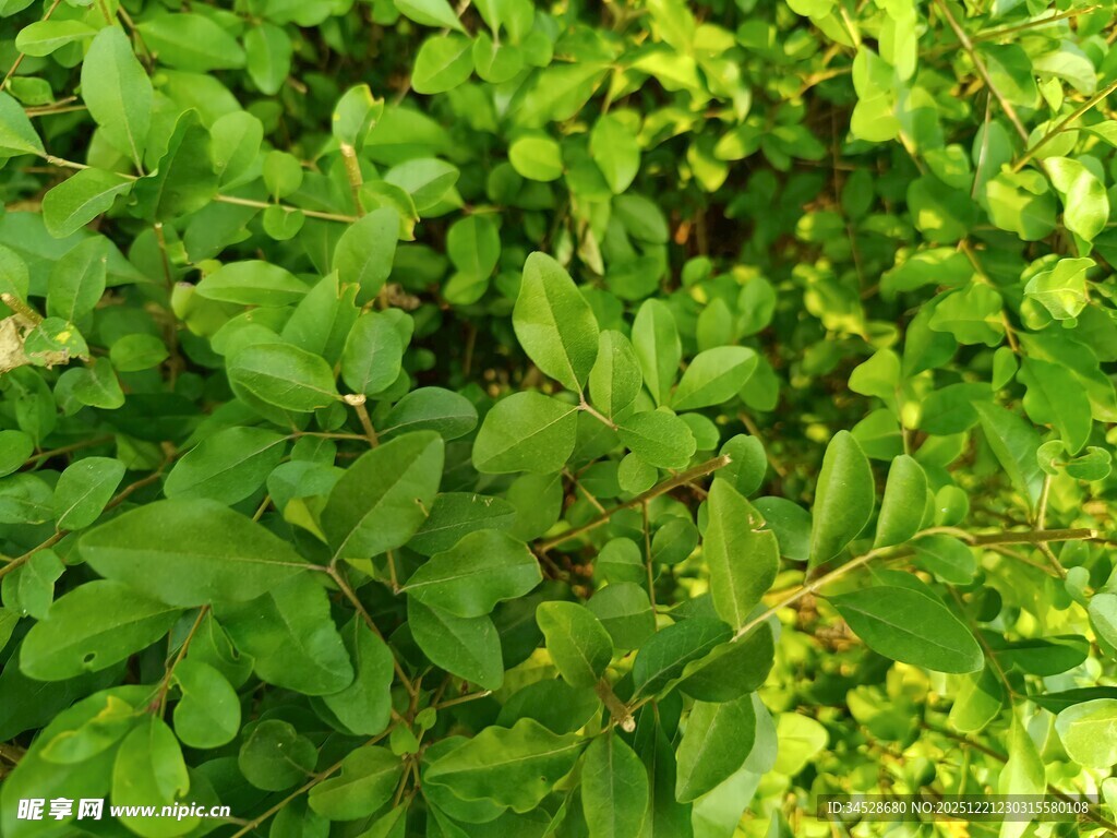翠绿繁茂的植物叶片
