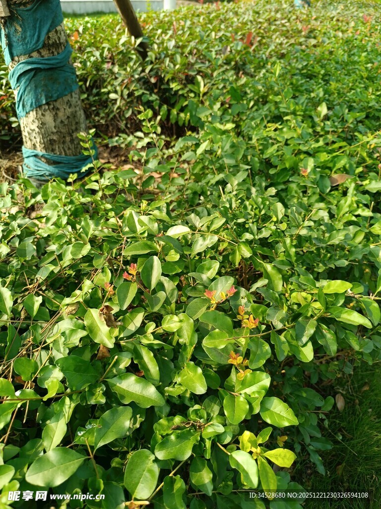 田间繁茂的绿色植物