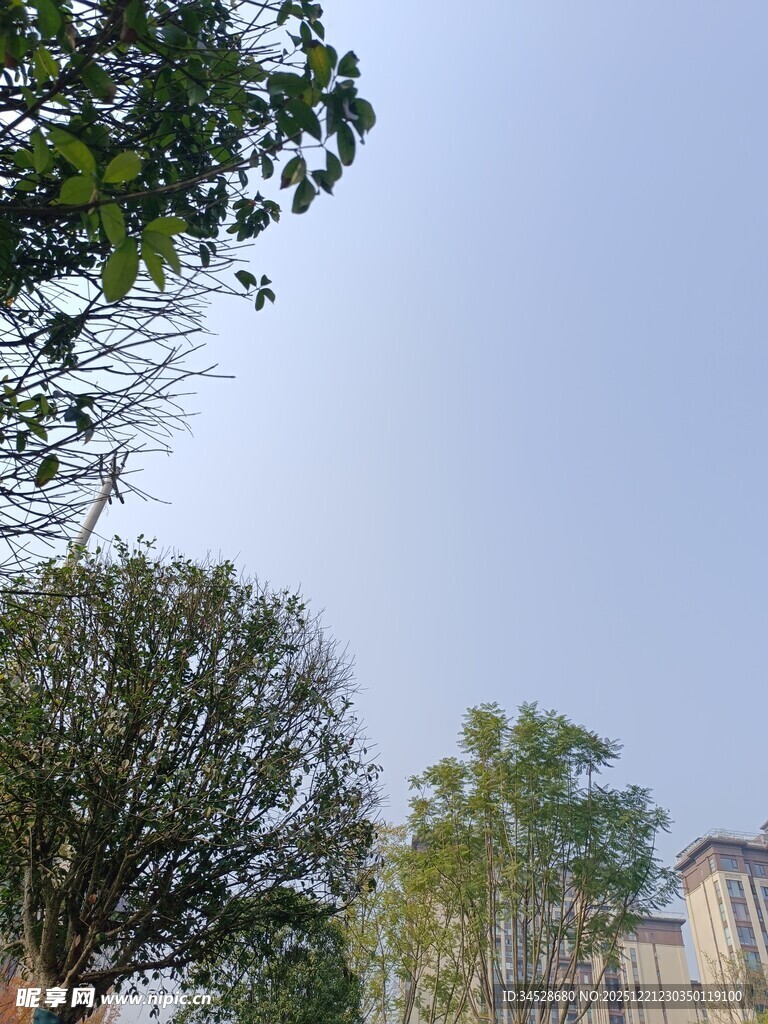 户外绿树蓝天景致