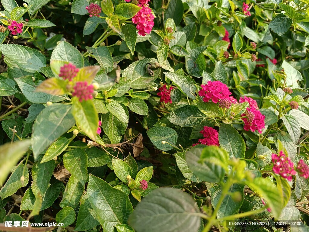 绿叶间绽放的艳丽红花