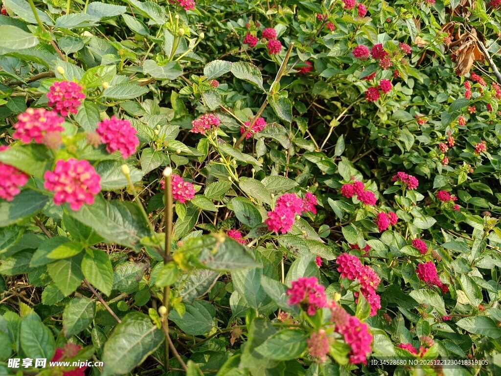 鲜艳粉花绽放绿叶间