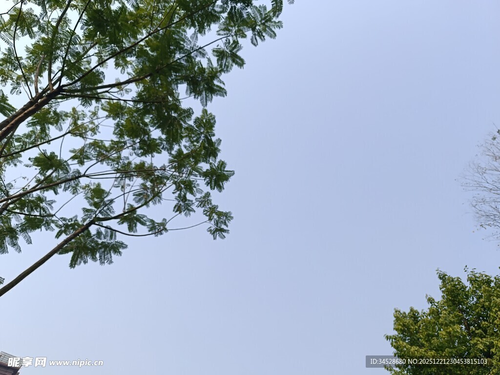 树梢上的蓝天景致