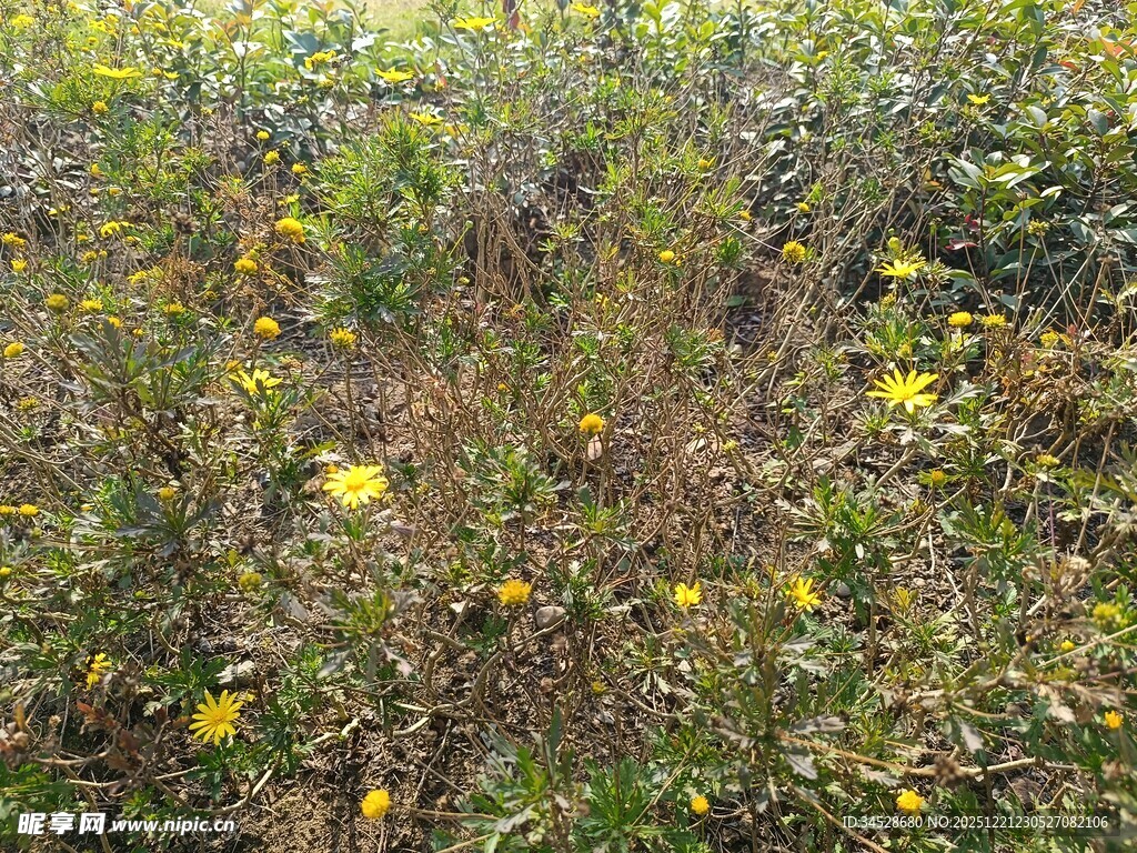野外黄色小花丛景观