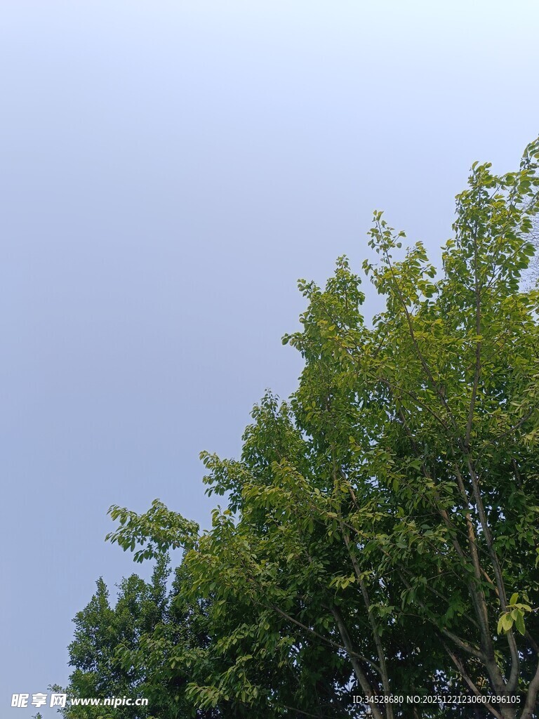 树梢上的蓝天绿意