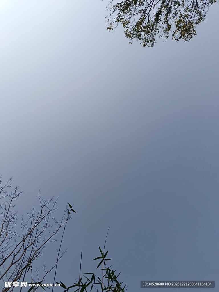 仰视天空中的树木枝叶