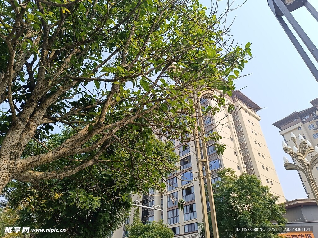 城市中繁茂大树与高楼