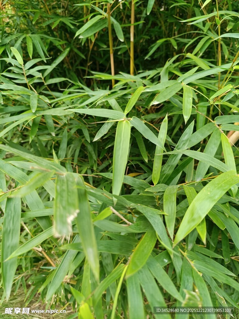 翠绿繁茂的竹叶景观