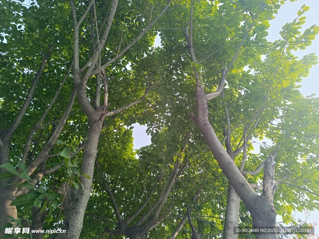 阳光洒落茂密绿树间