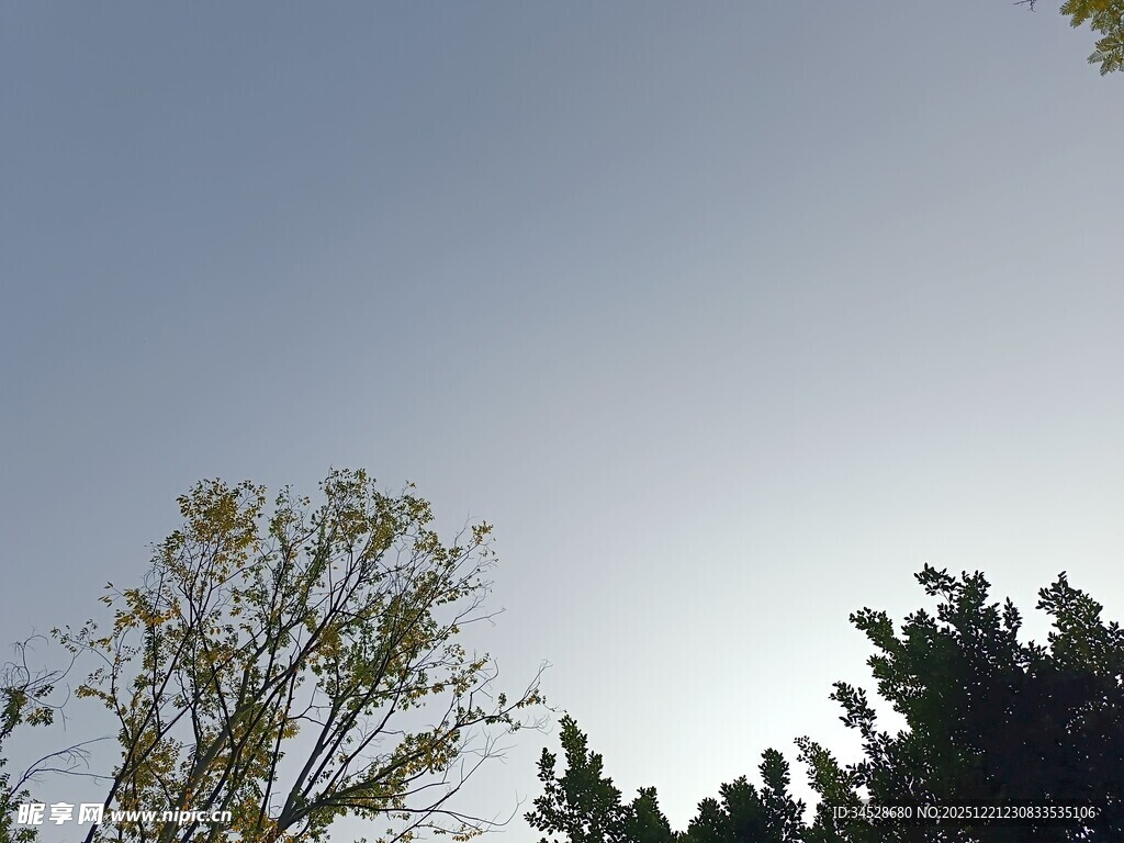 阳光下的树木与晴朗天空