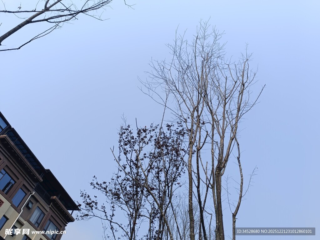 冬日光秃树木与建筑