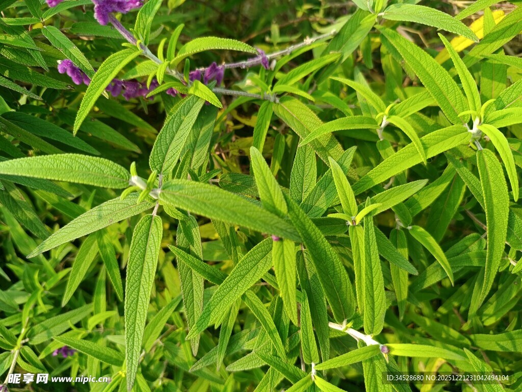 翠绿植物与紫色小花