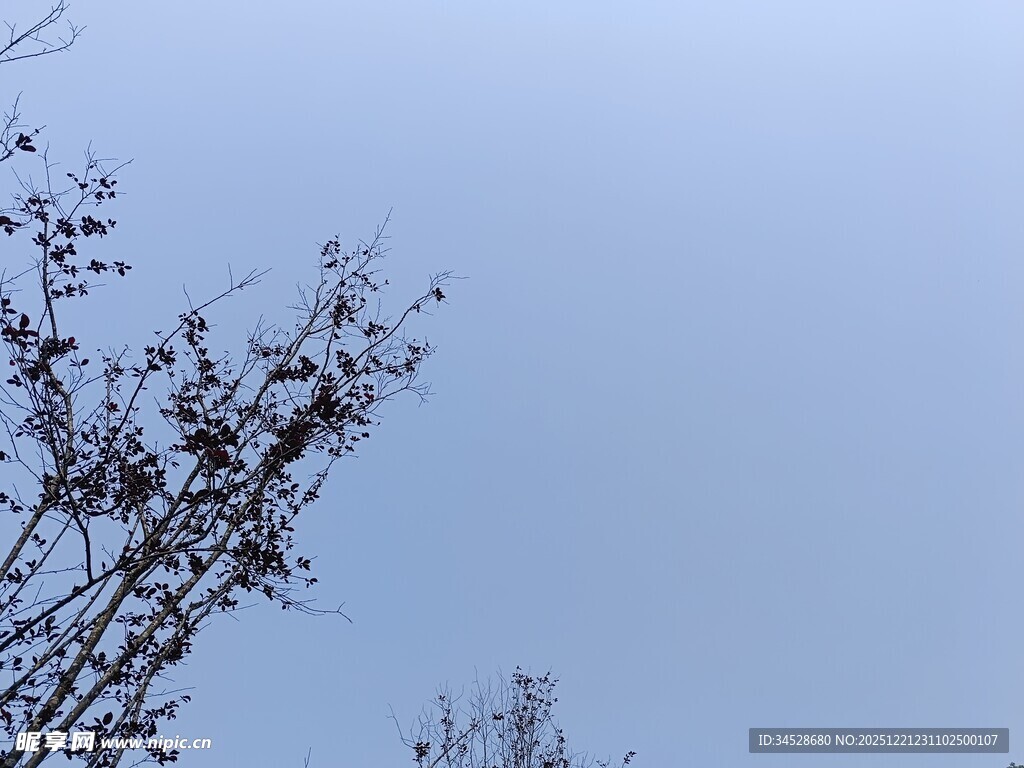 蓝天映衬下的树枝