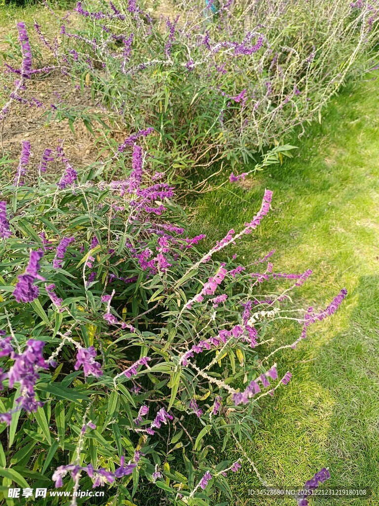 紫色花丛中的自然美景